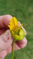 Haplorhynchites aeneus