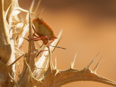 Carpocoris mediterraneus atlanticus
