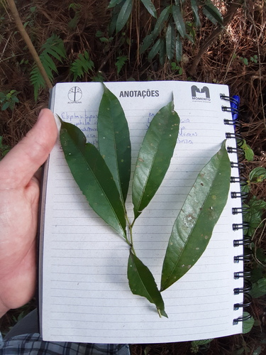 Solanum matadori