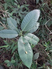 Ficus adhatodifolia