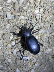 Eleodes grandicollis