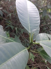 Ficus adhatodifolia