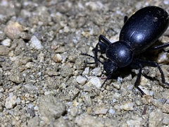 Eleodes grandicollis