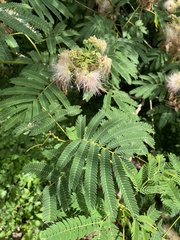 Albizia julibrissin