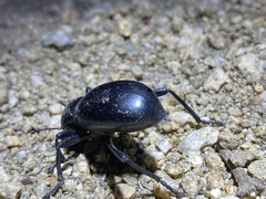 Eleodes grandicollis