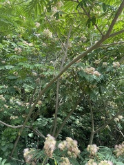 Albizia julibrissin