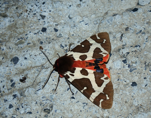 Photo of Garden Tiger (Arctia caja)