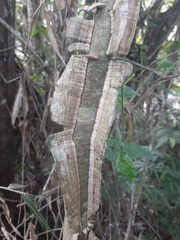 Piptadenia gonoacantha