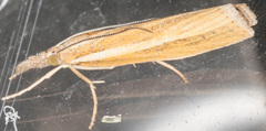Agriphila selasella