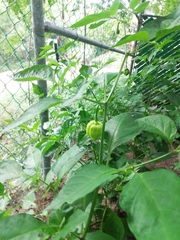 Capsicum chinense
