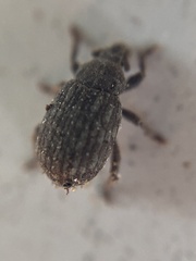 Romualdius scaber