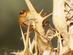 Carpocoris mediterraneus atlanticus