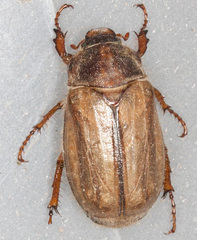 Amphimallon solstitiale