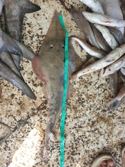 Glaucostegus younholeei