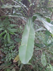 Pachystroma longifolium