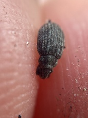 Romualdius scaber