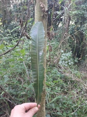 Pachystroma longifolium