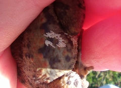 Lucilia bufonivora