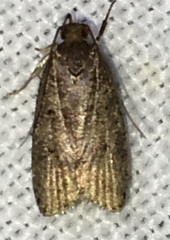 Psilocorsis reflexella