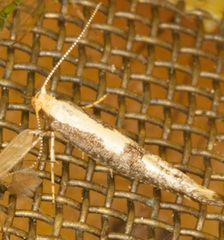 Argyresthia conjugella