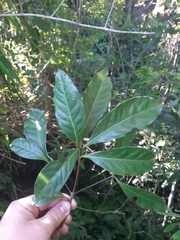 Ocotea odorifera