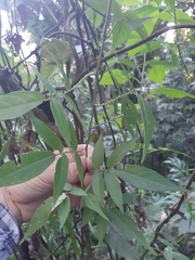Solanum alternatopinnatum
