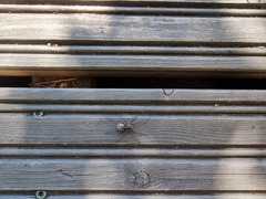 Acantholycosa lignaria