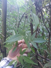 Solanum alternatopinnatum