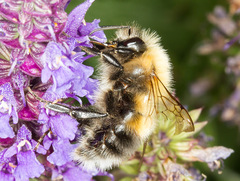 Bombus consobrinus
