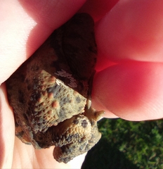 Lucilia bufonivora