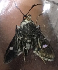 Desmia maculalis