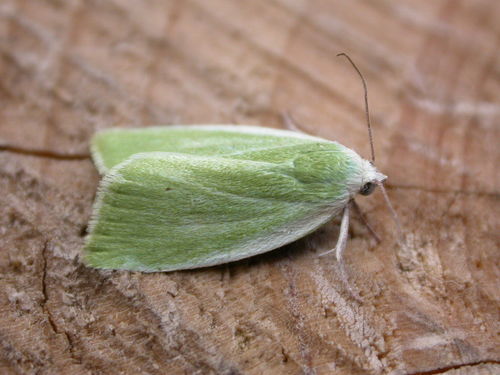 Cream-bordered Green Pea, photo 4 of 10