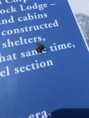 Parhelophilus