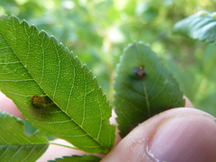 Diplolepis nebulosa