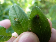 Diplolepis nebulosa