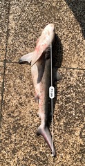 Carcharhinus leucas