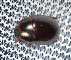 Cymbiodyta bifidus