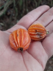 Eugenia multicostata