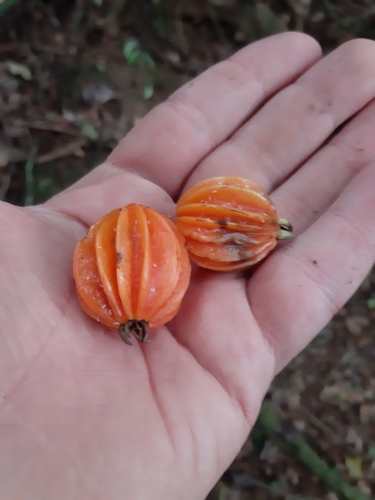 Foto de Cabeludinha