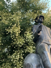 Styphnolobium japonicum