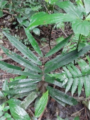 Heteropterys coleoptera