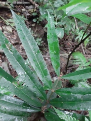 Heteropterys coleoptera