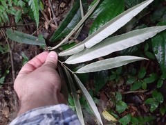 Heteropterys coleoptera