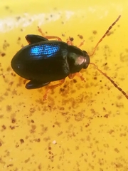 Apteropeda orbiculata