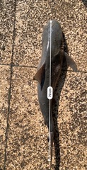 Carcharhinus leucas