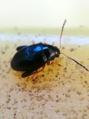 Apteropeda orbiculata