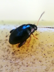 Apteropeda orbiculata