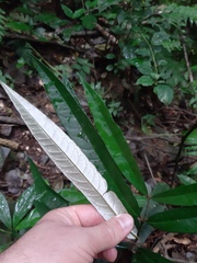 Heteropterys coleoptera