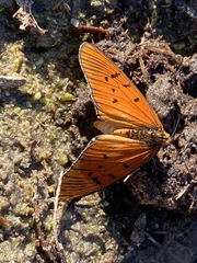 Acraea atergatis