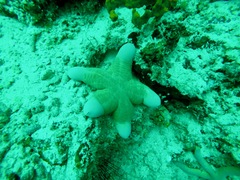 Choriaster granulatus